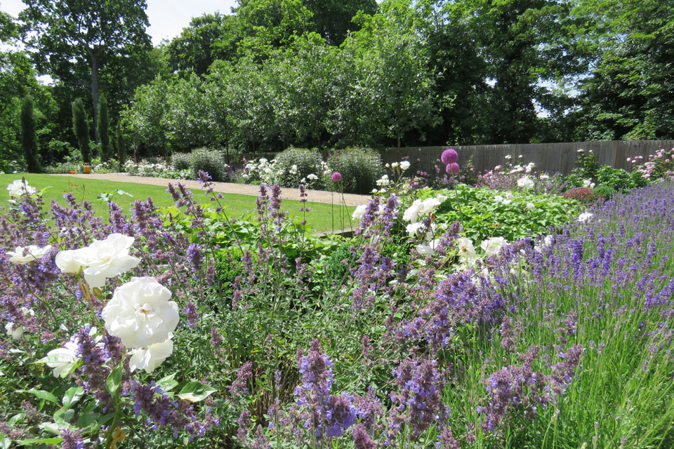 Iceberg roses. Nepeta. Lavender. Sussex Garden Design. Large country garden.