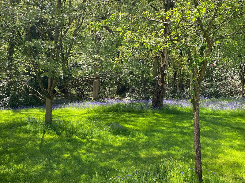 Water feature and magnolia tree